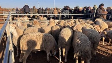 تحديات استيراد الأغنام: تضخم الأسعار دولياً يعيق توفير اللحوم بالأسواق المغربية
