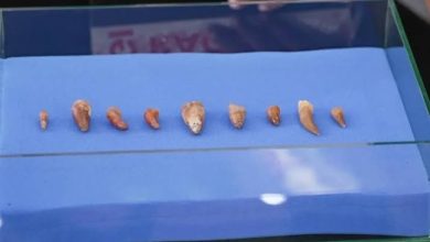 استرجاع أسنان ديناصورات نادرة تعود لـ72 مليون سنة في إطار التعاون الثنائي بين المغرب وفرنسا