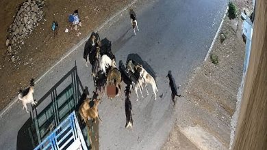 ظاهرة الكلاب الضالة بطانطان تثير استياء واسعاً في صفوف ساكنة شارع الحمراء