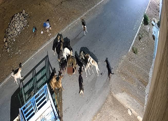 تزايد مخاطر الكلاب الضالة بطانطان يثير القلق بعد حادثة عضة جديدة بالشارع العام
