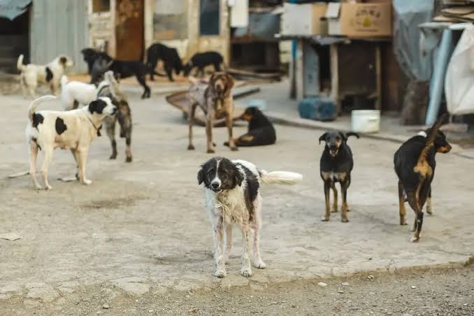 رعب في أكادير: كلاب ضالة تنهش جسد طفل بشاطئ أنزا وتفتح النقاش حول أزمة السلامة العامة