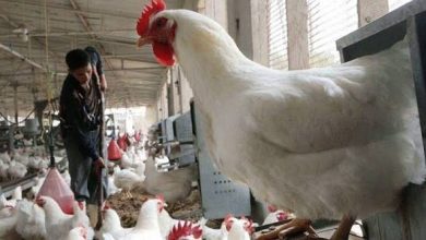 لهيب الأسعار يشعل حملة واسعة لمقاطعة شراء الدجاج في الأسواق المغربية