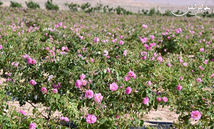 دراسة مغربية جديدة تكشف عن خصائص واعدة لزيت ورد قلعة مكونة