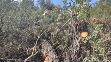 استياء بيئي بطنجة أصيلة بسبب عمليات قطع أشجار معمرة بمنتزه الزيتونة