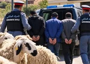مكافحة الجرام القروي.. الدرك الملكي يسترجع 23 رأسا من الغنم بوجدة