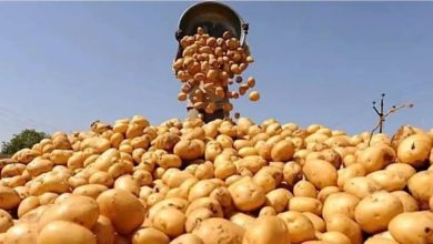 دراسة علمية جديدة بمشاركة باحثين مغاربة ترصد مستويات بقايا المبيدات في البطاطس