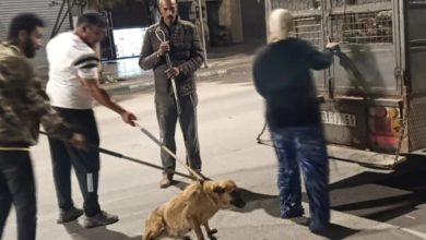 حملة موسعة بمدينة تاوريرت لجمع الكلاب الضالة حماية لصحة وسلامة المواطنين