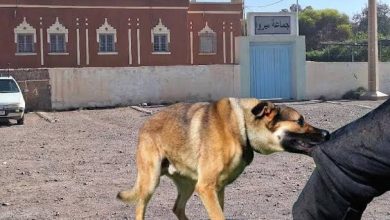 فاجعة ورزازات: مصرع خمسيني إثر هجوم مفاجئ للكلاب الضالة بأيت زينب