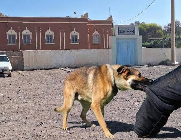 فاجعة ورزازات: مصرع خمسيني إثر هجوم مفاجئ للكلاب الضالة بأيت زينب