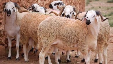 شراكة مغربية أمريكية جديدة: 33 مليون دولار لدعم سلامة الأغذية وتربية المواشي