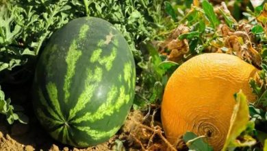 زراعة البطيخ بزاكورة.. نقابة فلاحية تطالب بمراجعة القرار العاملي وتحذر من تداعياته على صغار الفلاحين