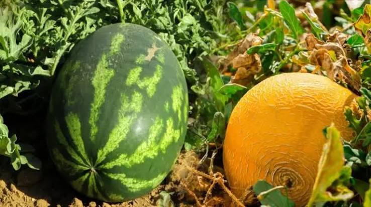 زراعة البطيخ بزاكورة.. نقابة فلاحية تطالب بمراجعة القرار العاملي وتحذر من تداعياته على صغار الفلاحين