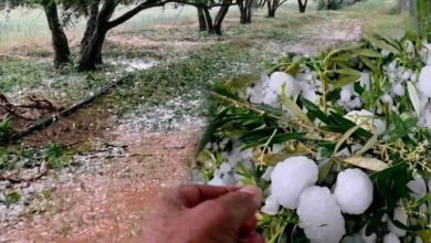 عاصفة البَرَد تضرب قلعة السراغنة وتخلف خسائر فادحة في مزارع الزيتون
