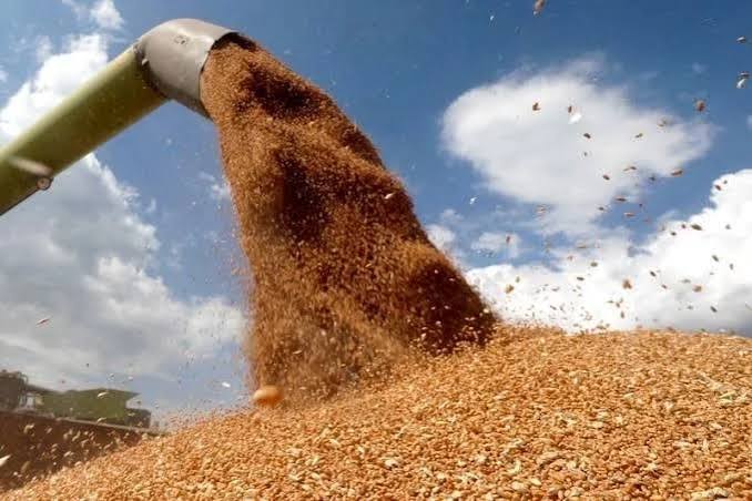 المغرب يضاعف دعم استيراد القمح اللين بأكثر من 114 بالمائة لكبح أسعار الخبز
